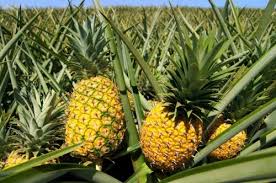 Brown Pineapple Seeds for Planting Grow Your Own Fruit