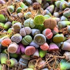 Living Stone Sempervivum Flower Seeds for Planting, Heirloom Non-GMO, High Germination
Sale seeds for home garden