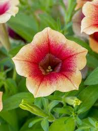 Peach Petunia Flower Seeds for Planting – Heirloom NonGMO Organic Garden Seeds – Easy to Grow High Germination Blooms Sale