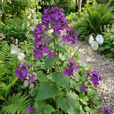 Violet Lunaria Money Plant Seeds for Planting - Unique Coin-Shaped Leaves
