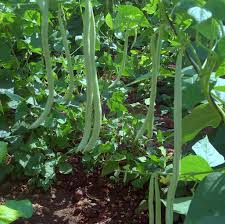 Bush Bean Vegetable Seeds for Easy Planting