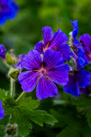 Violet Climbing Geranium Seeds for Planting Enhance Your Garden