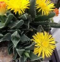 Yellow Faucaria Tigrina Plant Seeds Planting