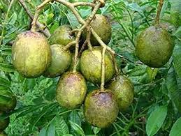 Green Cucumeropsis Seeds for Planting - High-Quality Vegetable Seeds