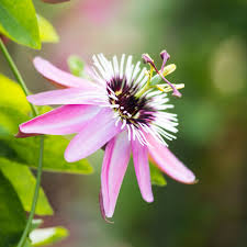 Light Violet Passion Flower Seeds for Planting Colorful Display Heirloom & GMO Free Seeds for Home Garden
Sale