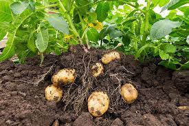 Segunda Papas Vegetable Seeds For Planting - Seed Delicious And Nutritious Potato