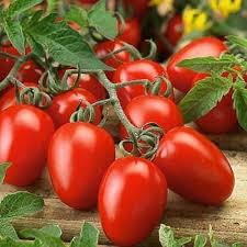 Linguisa Tomato Seeds for Planting - Heirloom Vegetable Variety