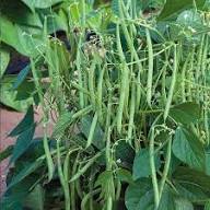 Green Romano Pole Bean Seeds for Vegetable Planting