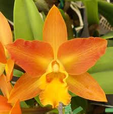 Orange Cattleya Orchid Seeds for Planting Stunning Garden Flowers