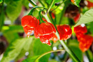 Hurt Berry Pepper Seeds for Planting