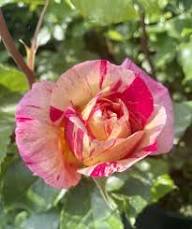 Rose Seeds Collection for Planting | Mixed Varieties