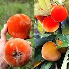 Diospyros Kaki Seeds for Planting