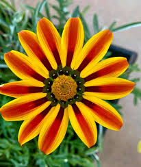 Red Yellow Gazania Flower Seeds for Planting Compact Growth Heirloom & GMO Free Seeds for Home Garden
Sale