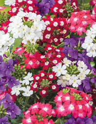 Verbena Dwarf Mix Flower Seeds for Planting Vibrant Annual Blooms Heirloom Non-GMO Seeds