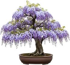 Purple Wisteria Bonsai Seeds for Planting Elegant Perennial Blooms