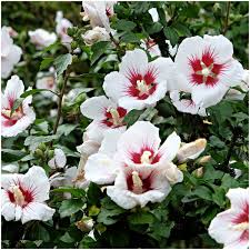 Syriacus Flower Seeds for Planting , Premium Hibiscus Syriacus Seeds