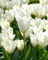 Tulip Flower White Collection Planting Seeds Perfect for Elegant and Serene Garden Blooms