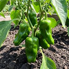Green Padron Vegetable Seeds for Planting