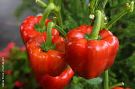 Cal Wonder Pepper Seeds for Easy Planting