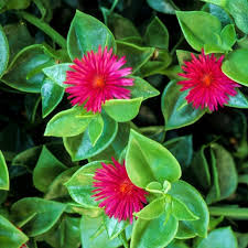 Vibrant Red Aptenia Cordifolia Flower Seeds for Easy Planting