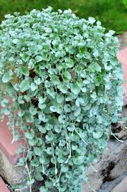 Dichondra Repens Grass Seeds for Low-Growing Ground Cover