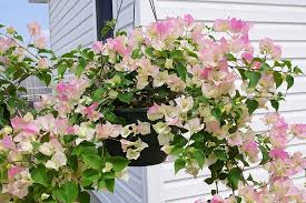 White Pink Bougainvillea Flower Seeds for Planting Seed for Vibrant and Lush Blooms