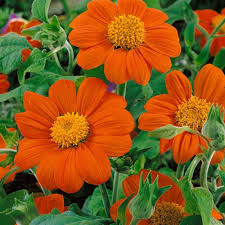 Orange Tithonia Flower Seeds for Planting | Vibrant Annual Blooms