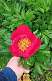 Pink Yellow Walter Mains Flower Seeds for Planting Long Bloom Season Heirloom & GMO Free Seeds for Home Garden
Sale