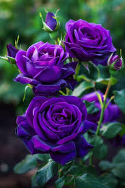 Thick Violet Rose Seeds Perfect for Planting