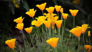Yellow Eschscholzia Flower Seeds Planting