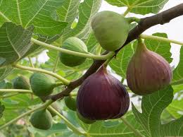 Purple Figs Fruit Planting Seeds - Grow Your Own Sweet Figs in Your Garden!