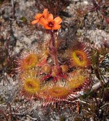 Red Sundew Flower seeds for Planting Shade Tolerant Heirloom & GMO Free Seeds for Home Garden