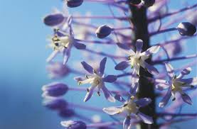Merwilla Flower Seeds for Planting - Beautiful Blooms for Your Garden Heirloom Non-GMO Seeds