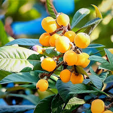 Orange Loquat Medlar Fruit Tree Seeds for Planting