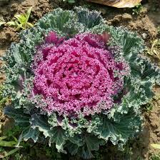 Violet Red Brassica Oleracea Flower Seeds for Planting Cut Flower Favorite Heirloom & GMO Free Seeds for Home Garden
Sale