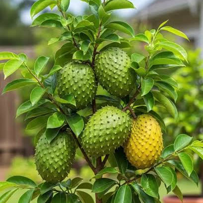 Green Soursop Seeds for Easy Planting Grow Exotic Fruit at Home Fruit Seeds for Home Gardens, Containers & Outdoor Growing