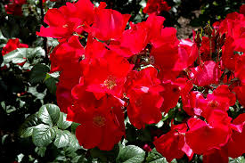 Red Rugrose Rose Flower Planting Seeds