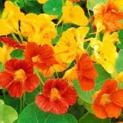 Yellow Red Nasturtium Flower Seeds Planting