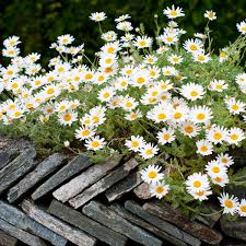 Argyranthemum Flower Seeds: Essential Planting Guide