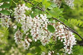 Robinia Flower seeds for Planting - Bright Blooms, Heirloom & GMO Free Seeds for Home Garden