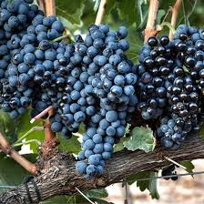 Blue Grape Fruit Planting Seeds for Home Gardens