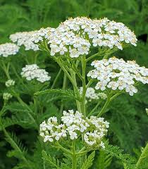 Yarrow Flower Garden Planting Essentials - Seeds for Thriving Landscapes
