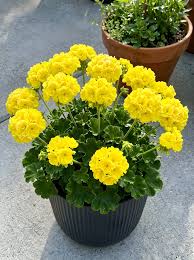 Yellow Geranium Pelargonium Flower Seeds for Planting Cottage Garden Essential Heirloom & GMO Free Seeds for Home Garden
Sale