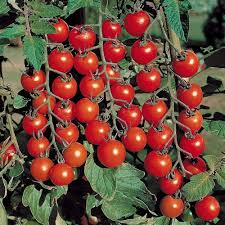 Birdie Rouge Tomato Seeds for Planting High-Quality Heirloom Tomato Seeds