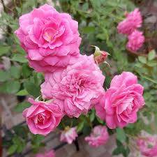 Baby Pink Rose for Planting NonGMO Heirloom Garden Seeds for Growing Beautiful Flowers Shade Tolerant
Sale