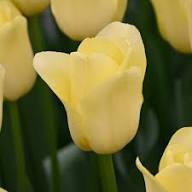 Yellow White Tulip Flower Seeds for Planting
