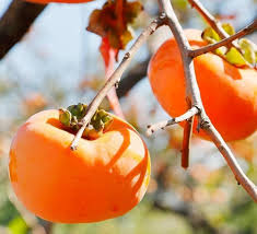 Orange Persimmon Seeds for Planting - Grow Juicy Fruit Trees