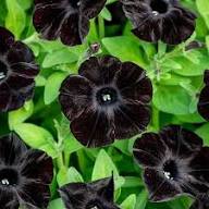 Black Cat Petunia Seeds - Ideal for Planting