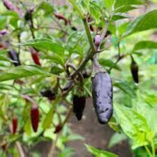Aji Panca Chocolate Seeds for Planting - Vegetable Garden Seeds