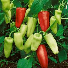 Sweet Gypsy Pepper Vegetable Seeds for Planting